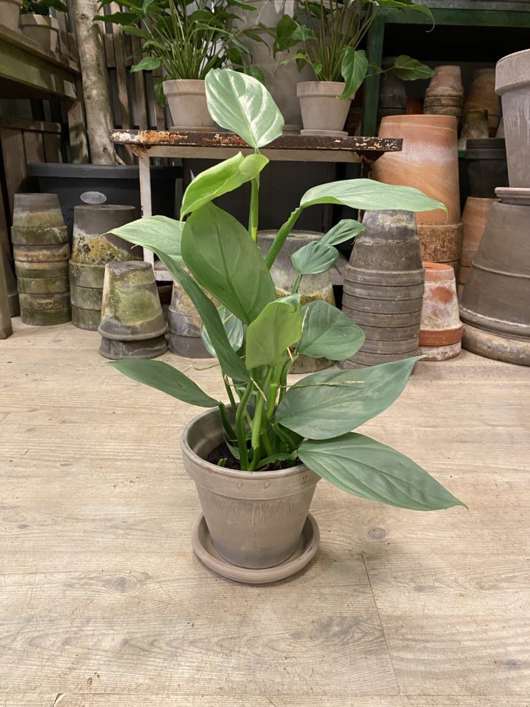 Philodendron Grey med krukke - Happyflower-dk