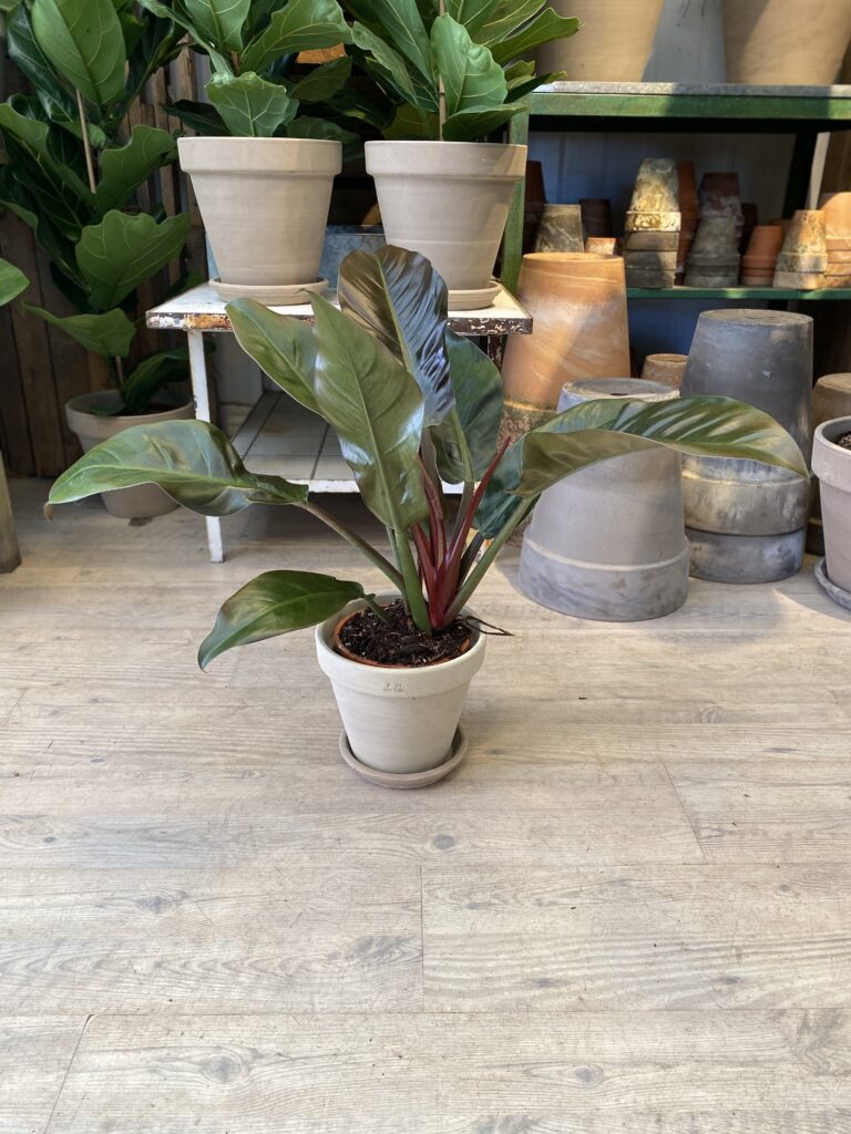Philodendron Imperial med krukke - Happyflower-dk
