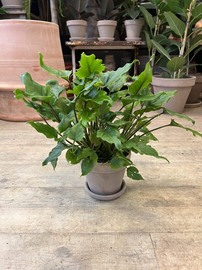 Philodendron Xanadu (lille) med krukke og underskål - Happyflower-dk