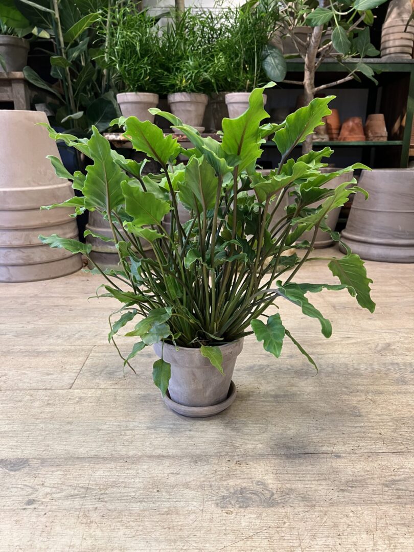 Philodendron Xanadu med krukke - Happyflower-dk