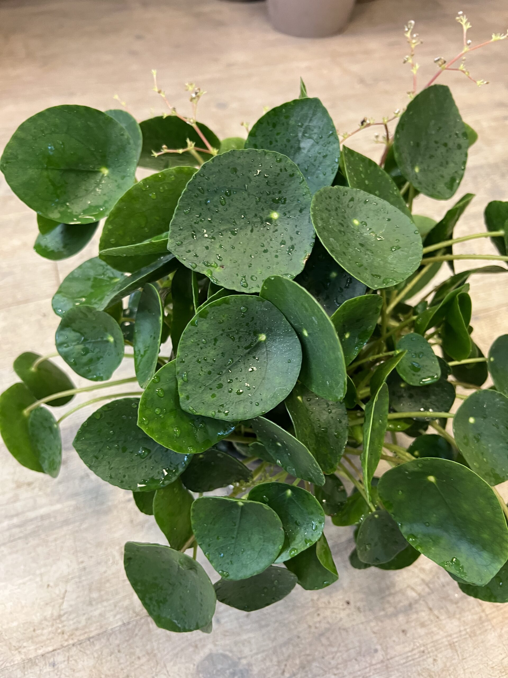 Pilea - Grønne planter billigt online - Happyflower-dk