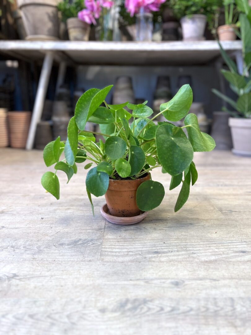 Pilea med krukke - Happyflower-dk