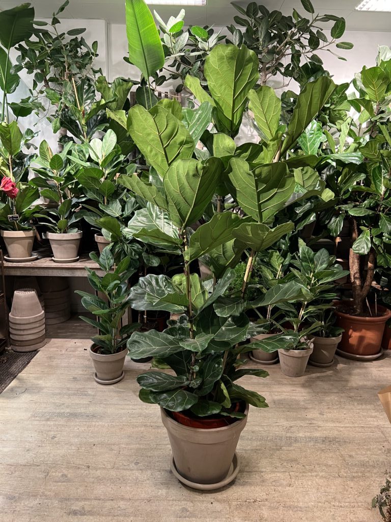 Violinfigen 180-200 cm. med krukke og underskål - Happyflower-dk