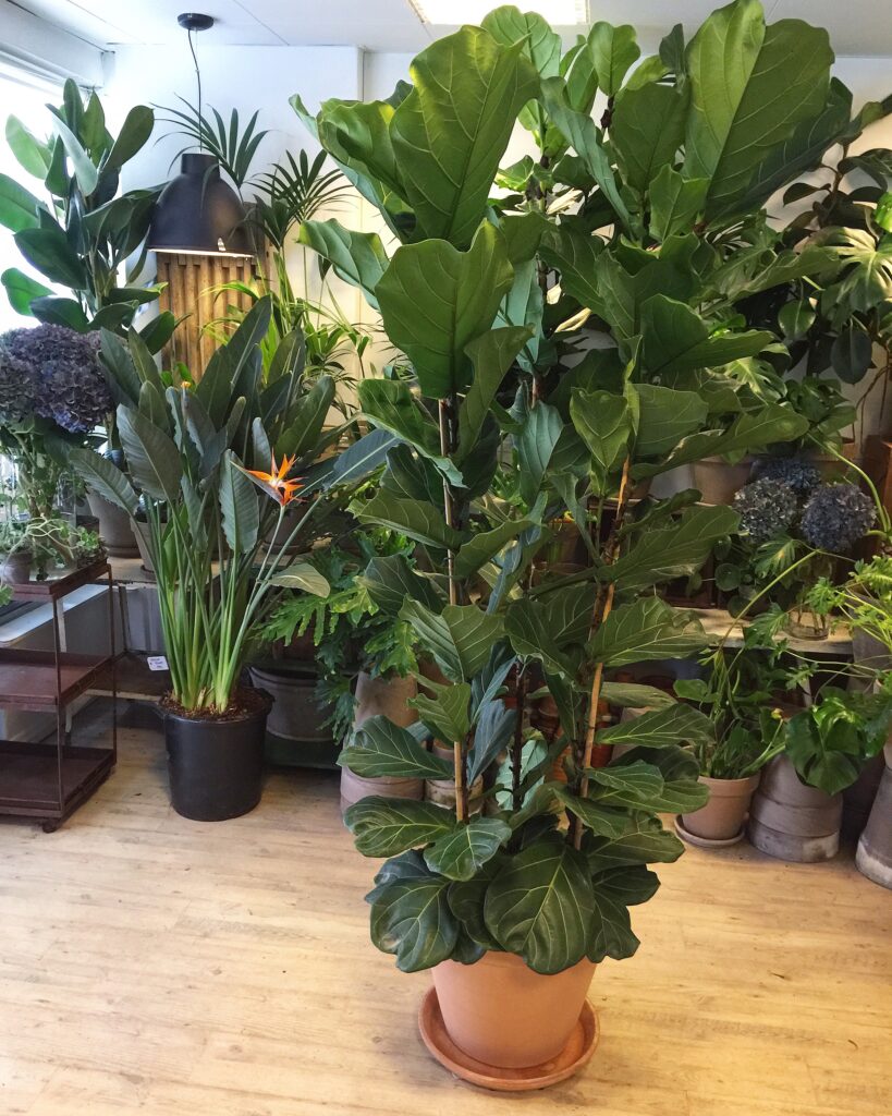 Violinfigen 230-240 cm. - Koeb store groenne planter i butik eller online - Happyflower-dk