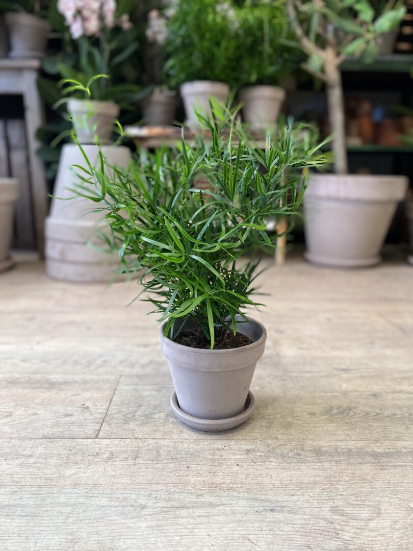 Asparagus Falcatus (lille) med krukke - Stueplanter online - Happyflower-dk