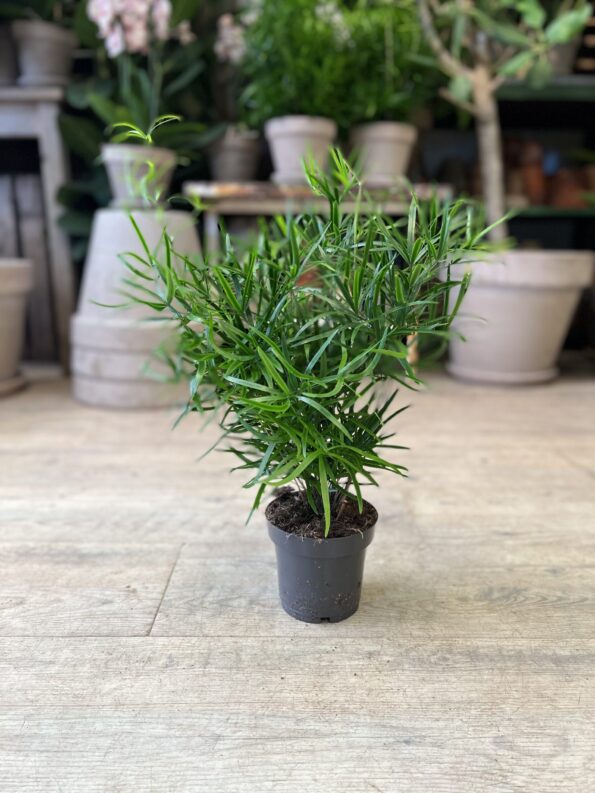 Asparagus Falcatus (lille) Køb grønne stueplanter BILLIGT online