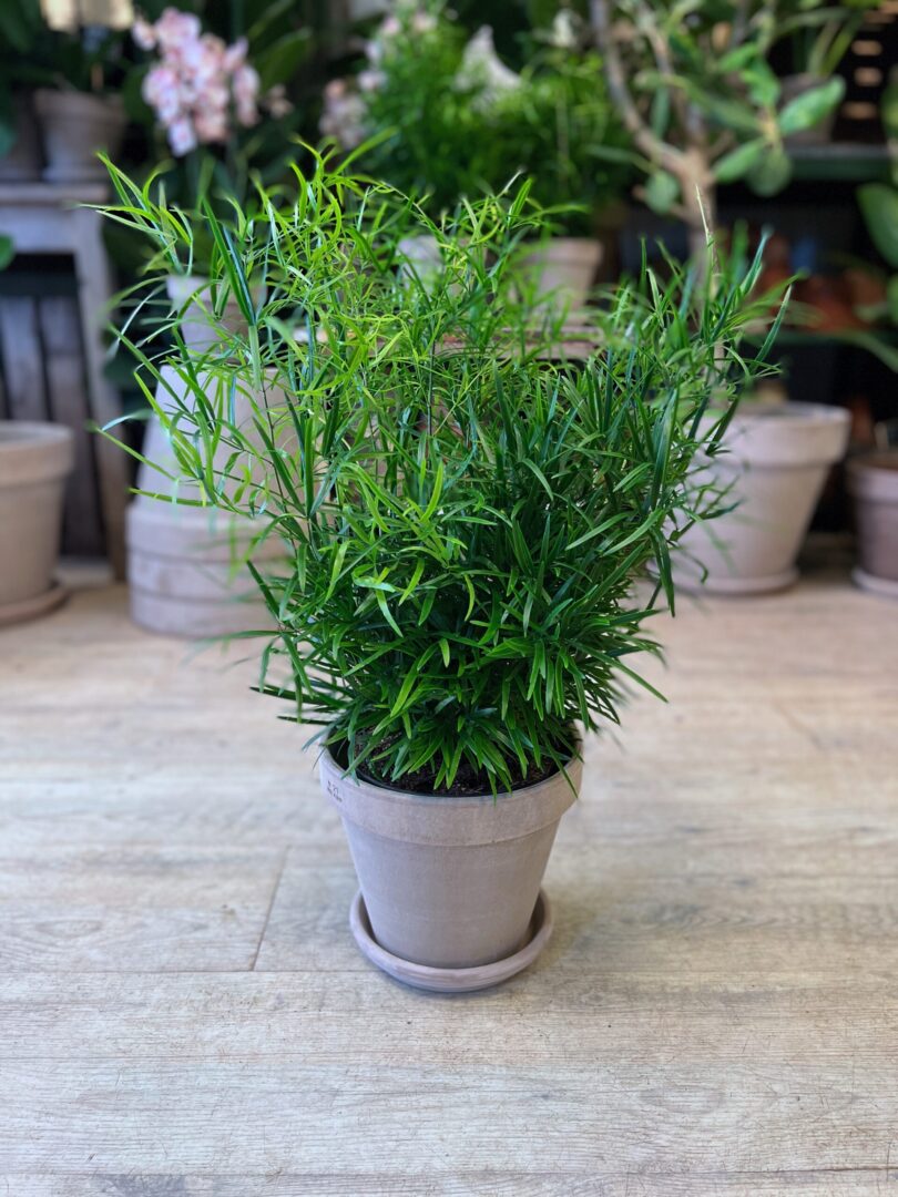 Asparagus Falcatus (stor) med krukke - Stueplanter online - Happyflower-dk