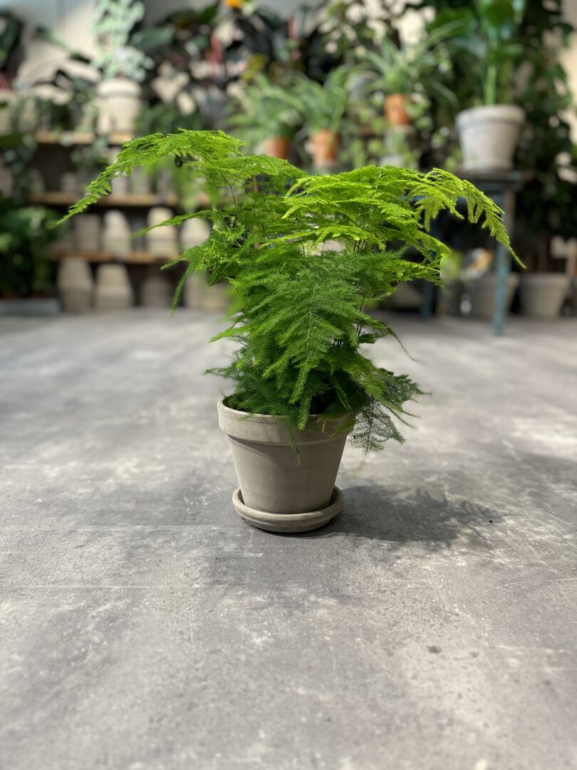 Asparagus - Happyflower-dk-