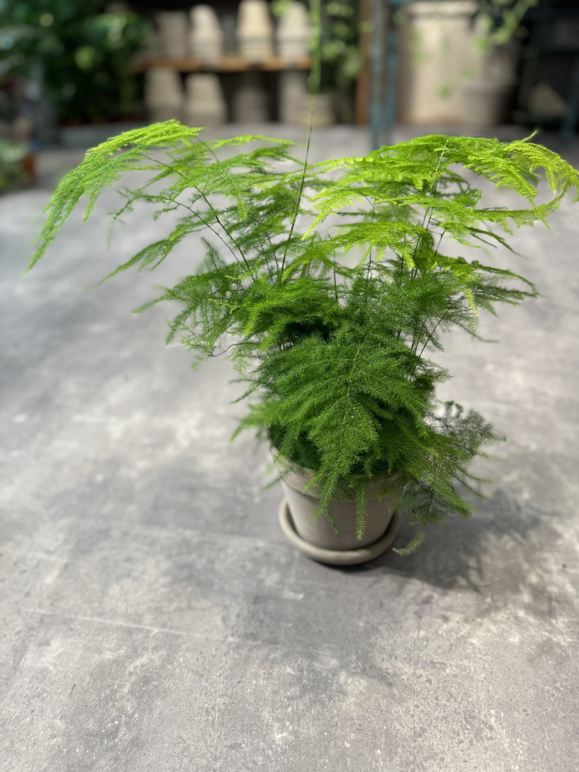 Asparagus blade- Happyflower-dk