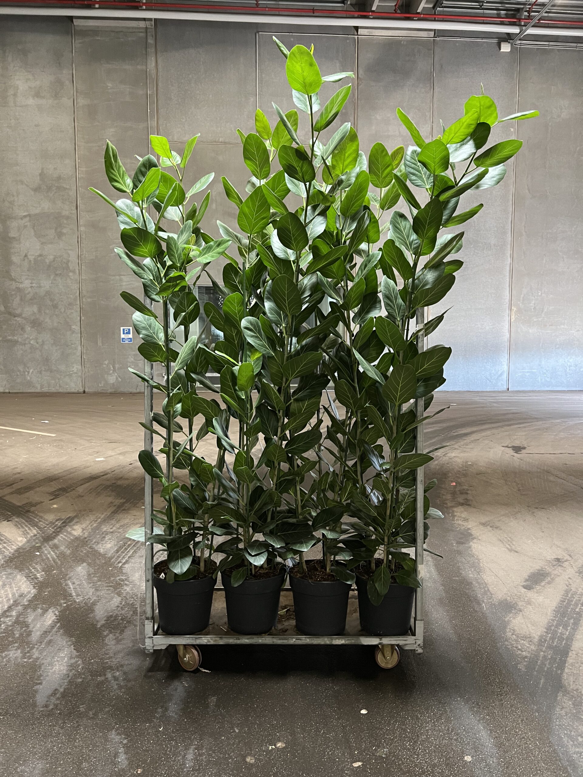 Ficus Audrey 240-260 cm. - Levering af store indendørs planter online - Happyflower-dk