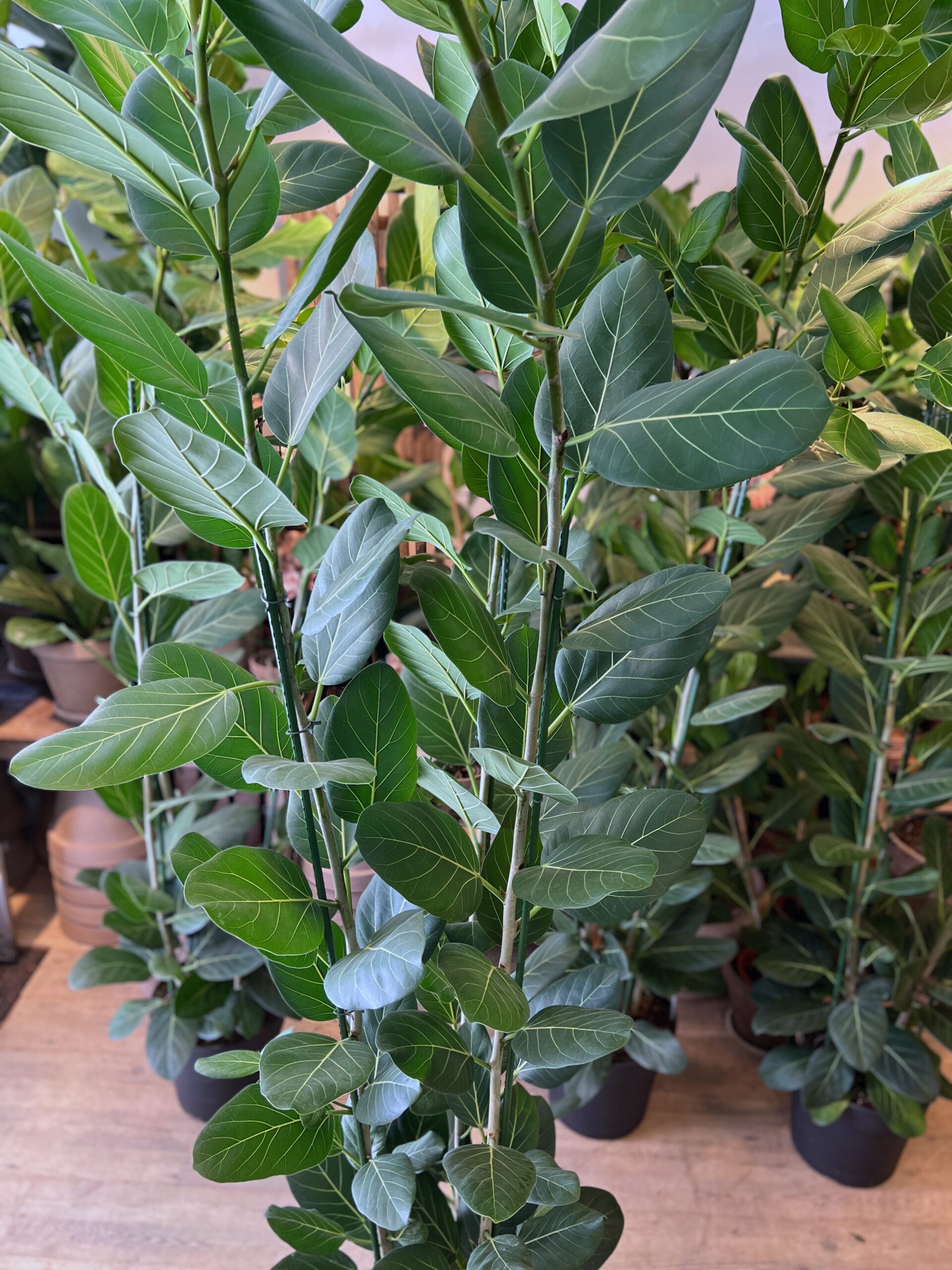 Ficus Audrey 240-260 cm. - Store grønne planter online - Happyflower-dk