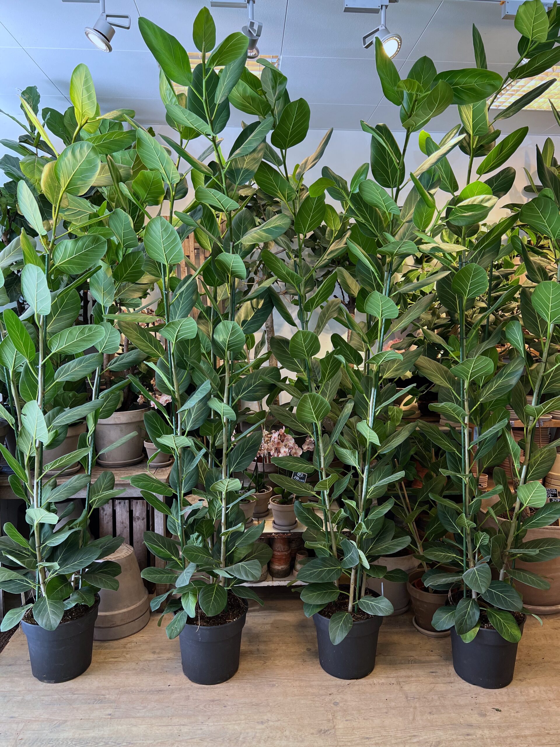 Ficus Audrey 240-260 cm. - Store grønne stueplanter billigt online - Happyflower-dk