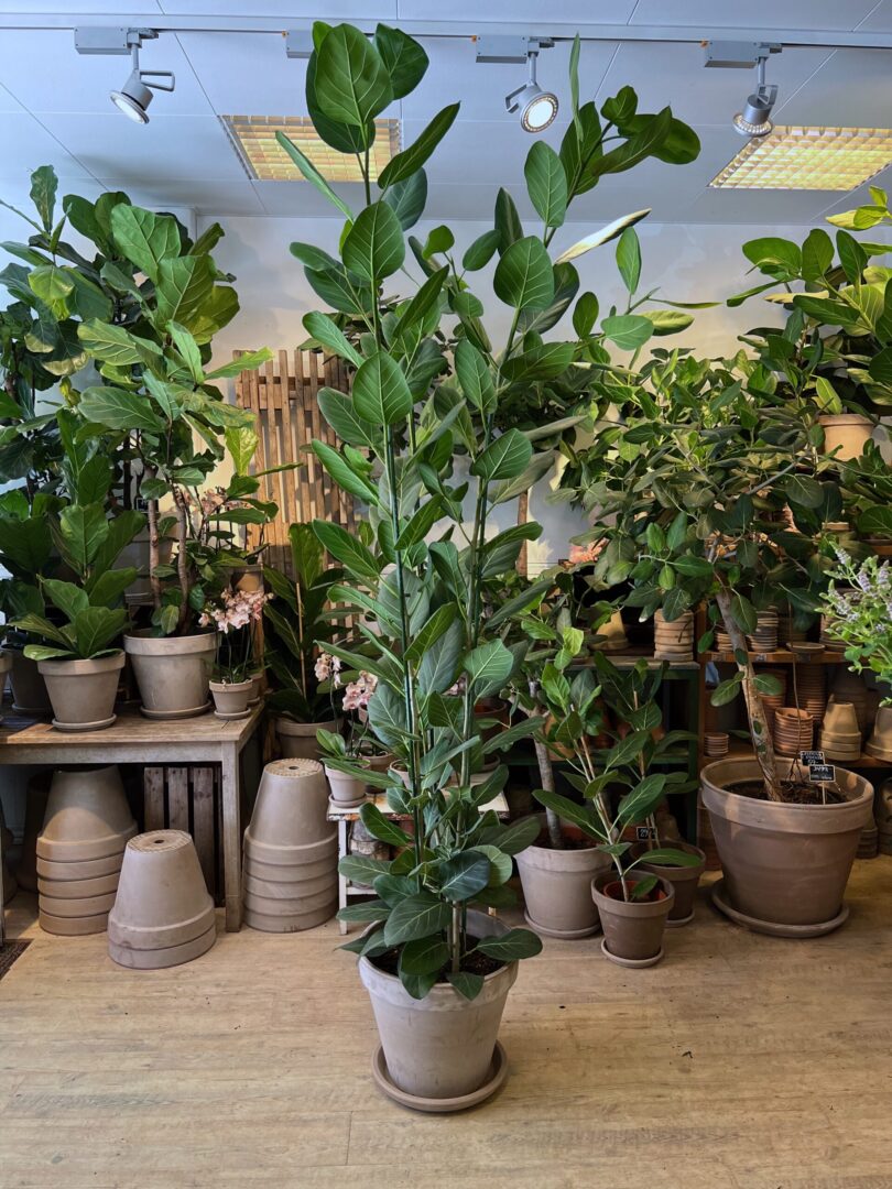 Ficus Audrey 240-260 cm. med krukke - Happyflower-dk