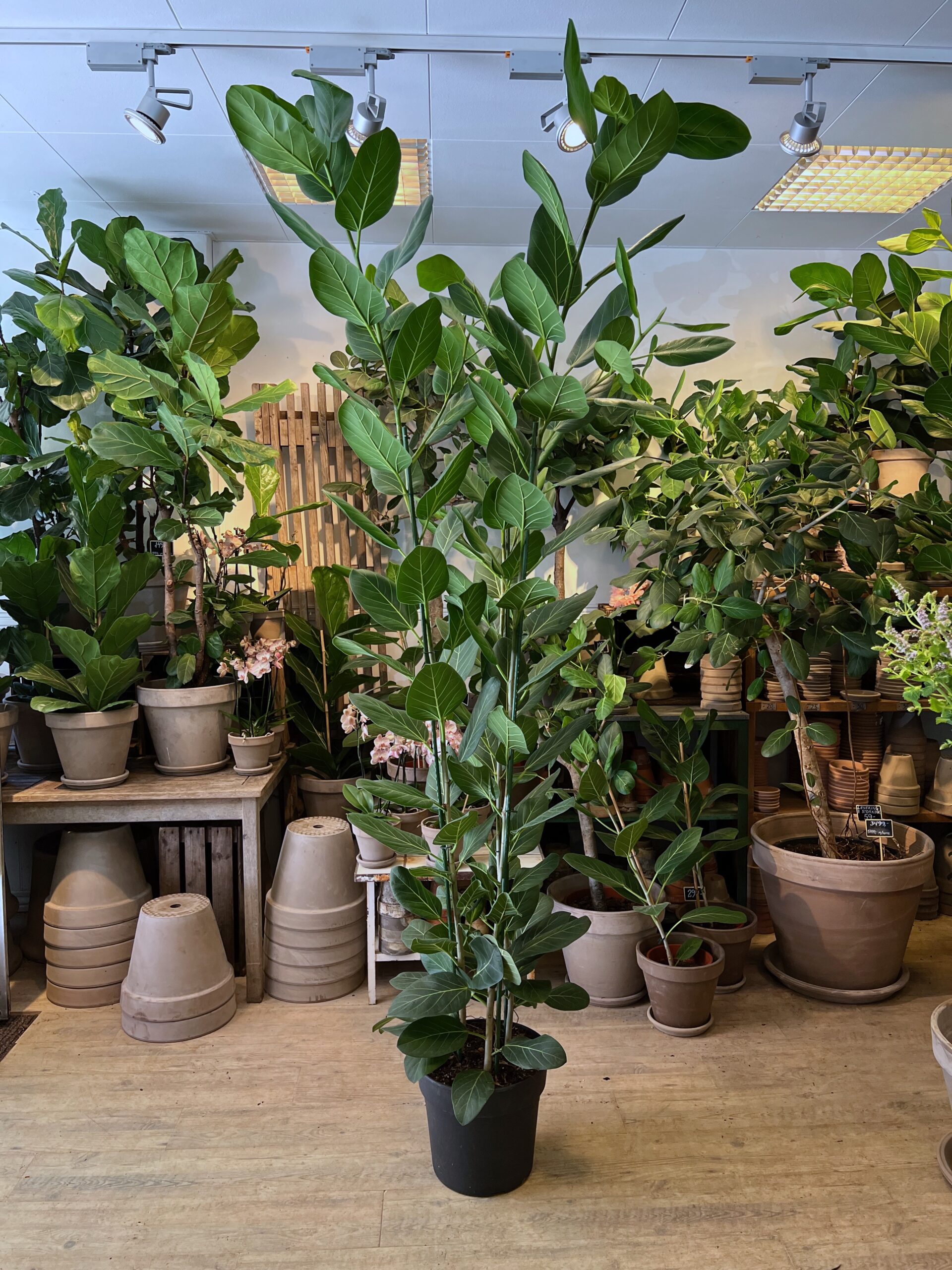 Ficus Audrey 240-260 cm. uden krukke - Happyflower-dk