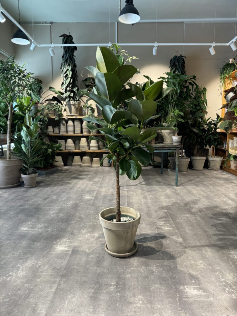 Ficus Makana - Happyflower-dk