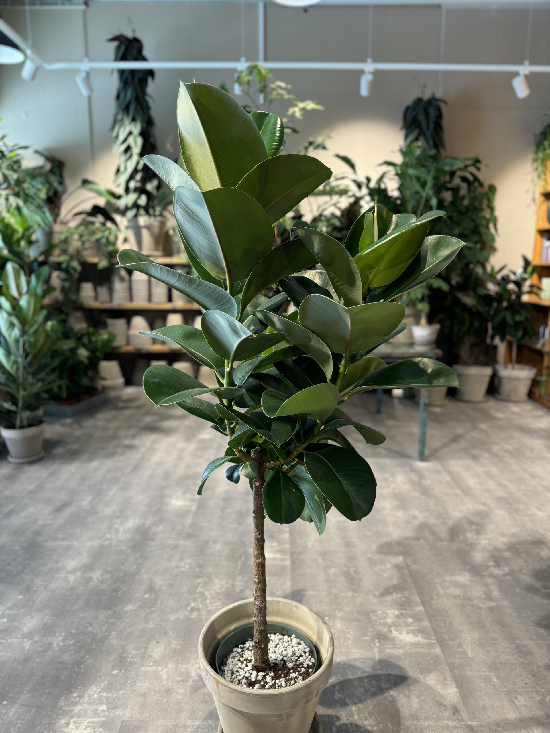 Ficus Makana - Køb grønne planter - Happyflower-dk