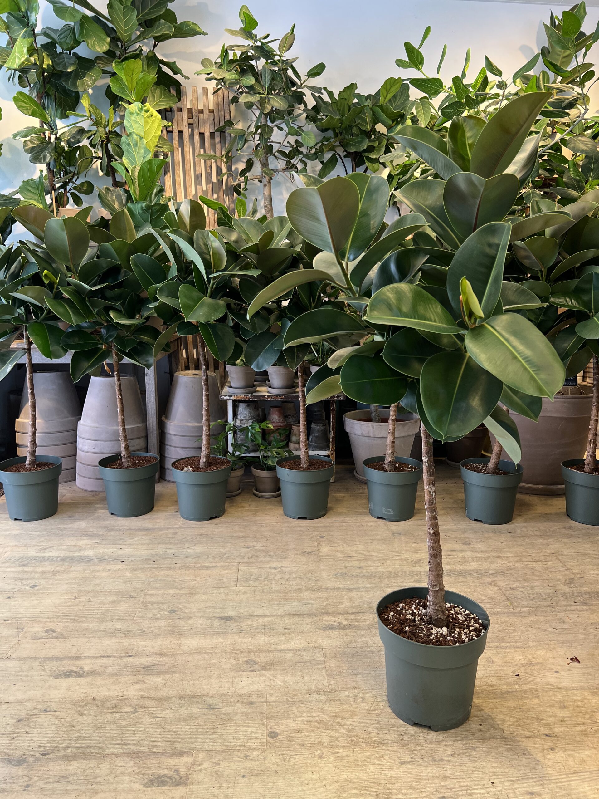 Ficus-Makana-Levering-af-store-groenne-planter-Happyflower-dk--scaled