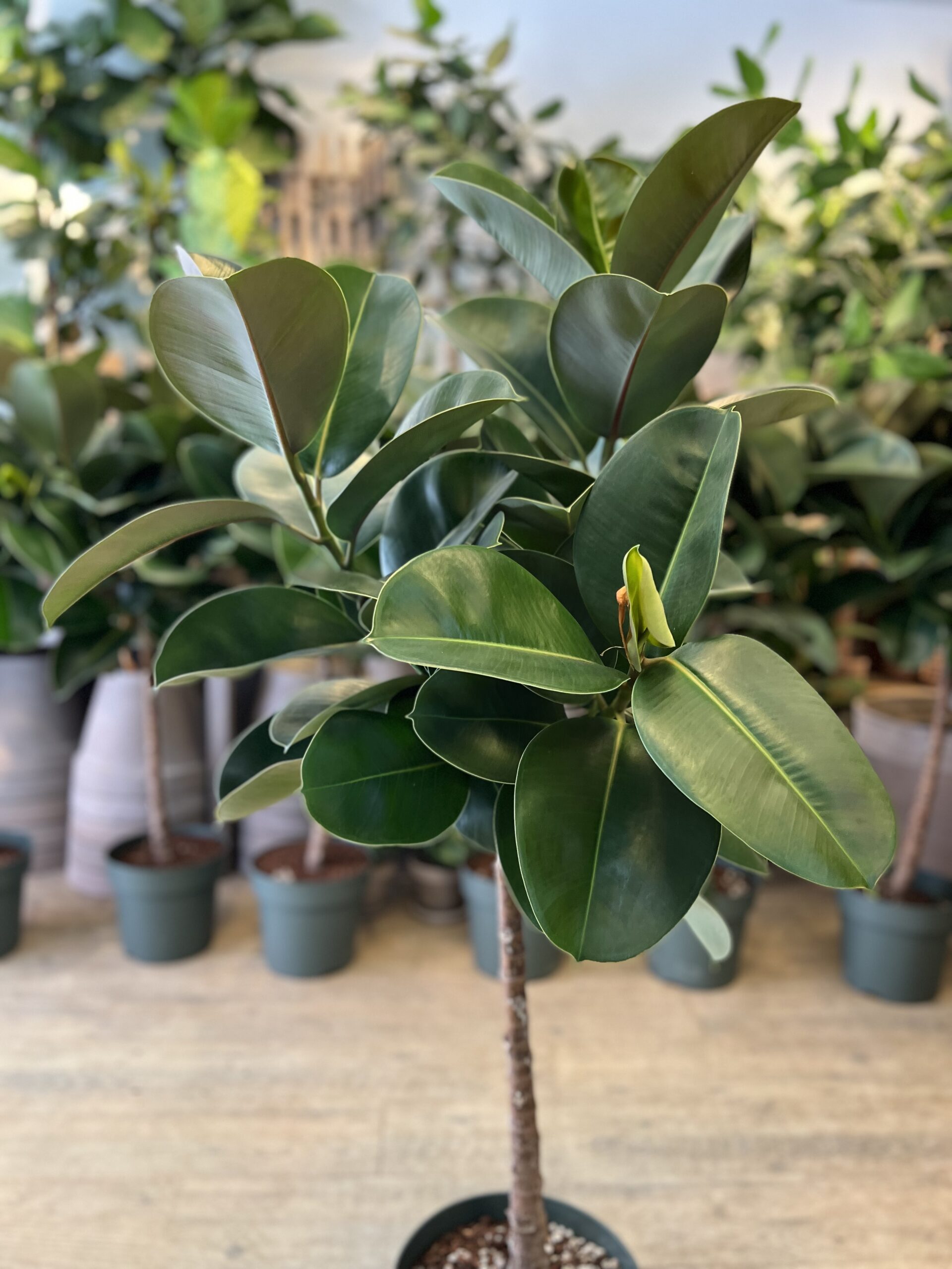 Ficus Makana krone - Store grønne planter billigt - Happyflower-dk