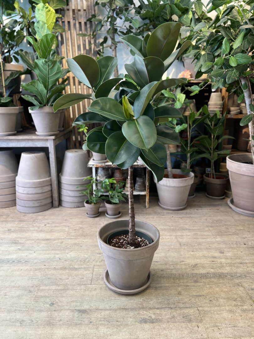 Ficus Makana med krukke - Happyflower-dk
