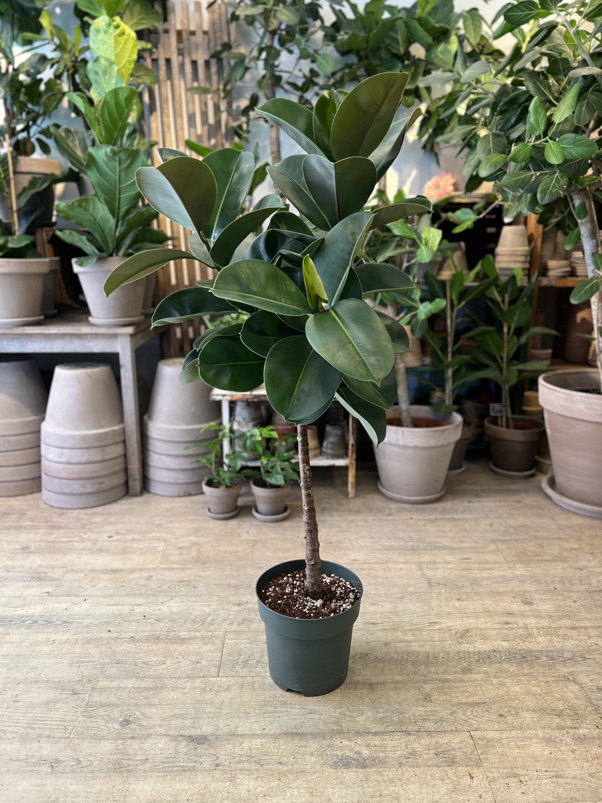 Ficus Makana uden krukke - Happyflower-dk