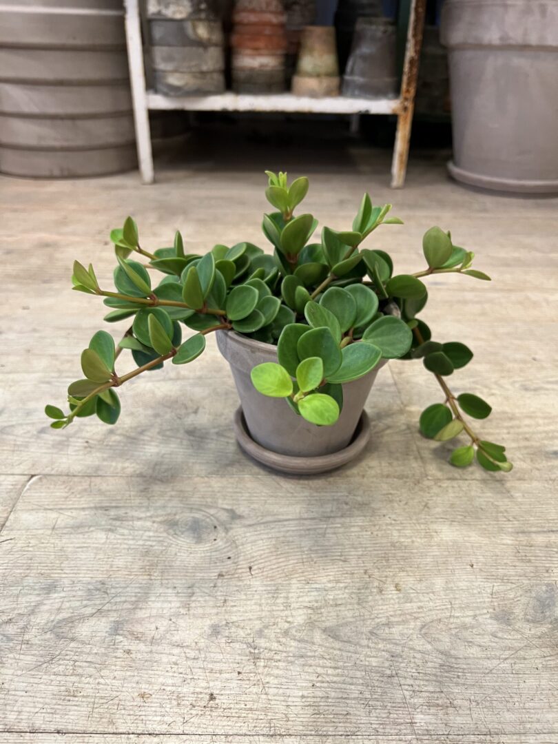 Hænge Peperomia med krukke - Happyflower-dk