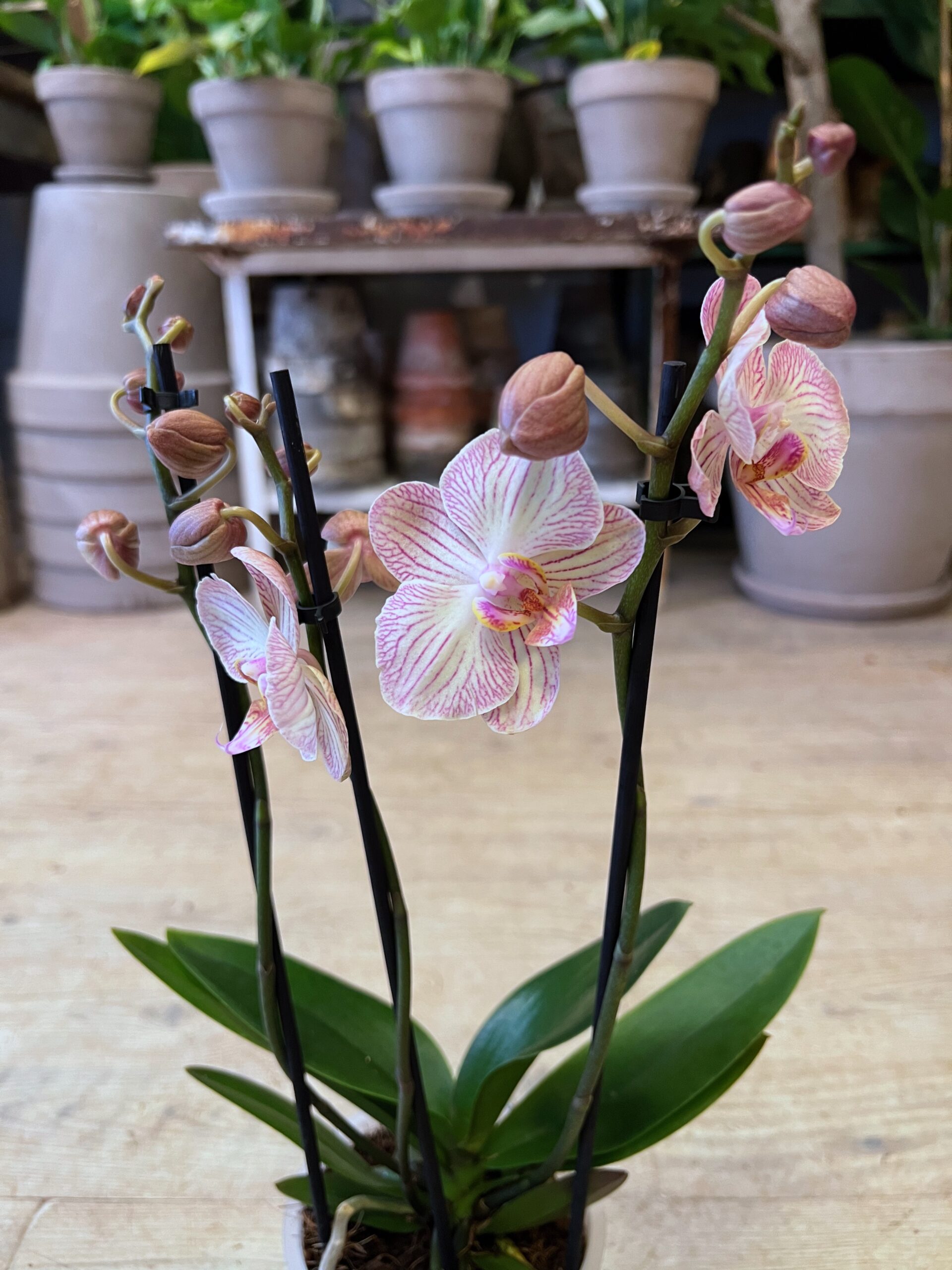 Orkidé 3 grenet - Levering af orkidéer billigt - Happyflower-dk