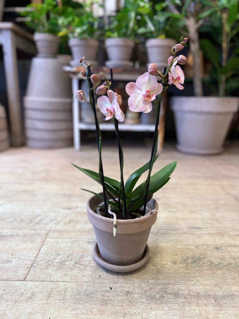 Orkidé 3 grenet med krukke - Happyflower-dk