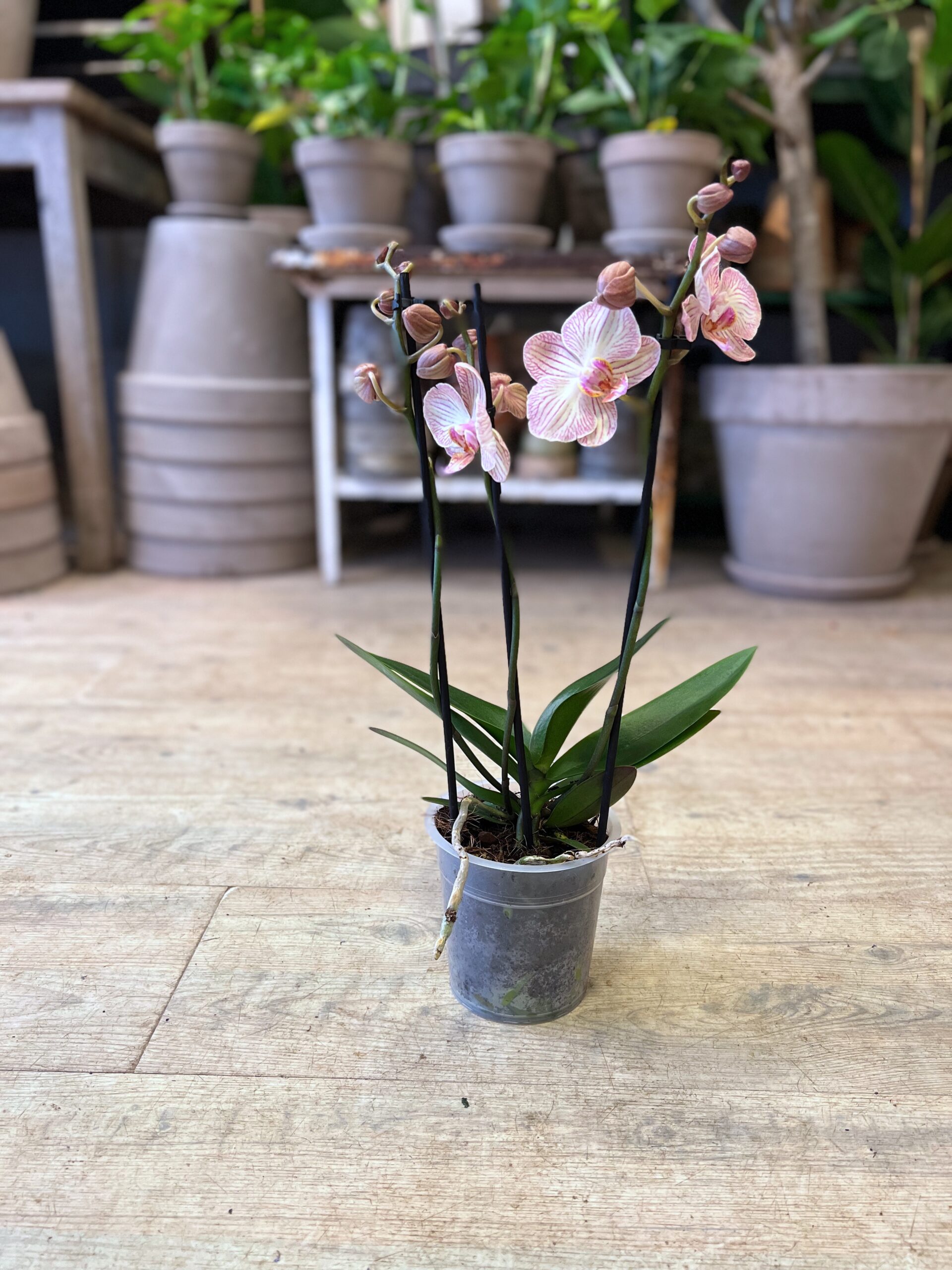 Orkidé 3 grenet uden krukke - Happyflower-dk