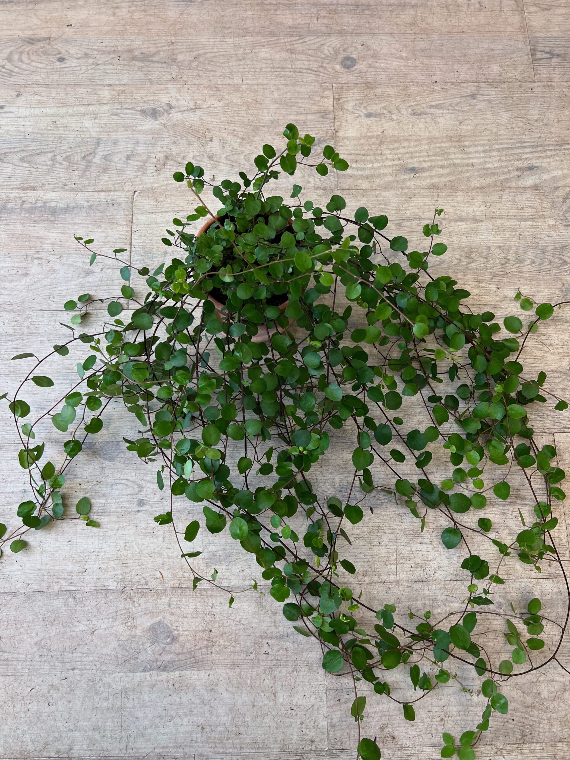 Pletter i luften - Grøn stueplante - Happyflower-dk