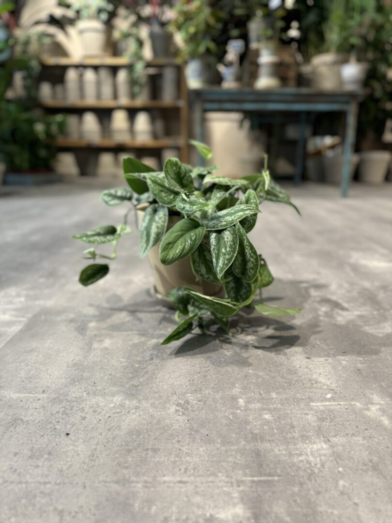 Scindapsus Pictus - Happyflower-dk