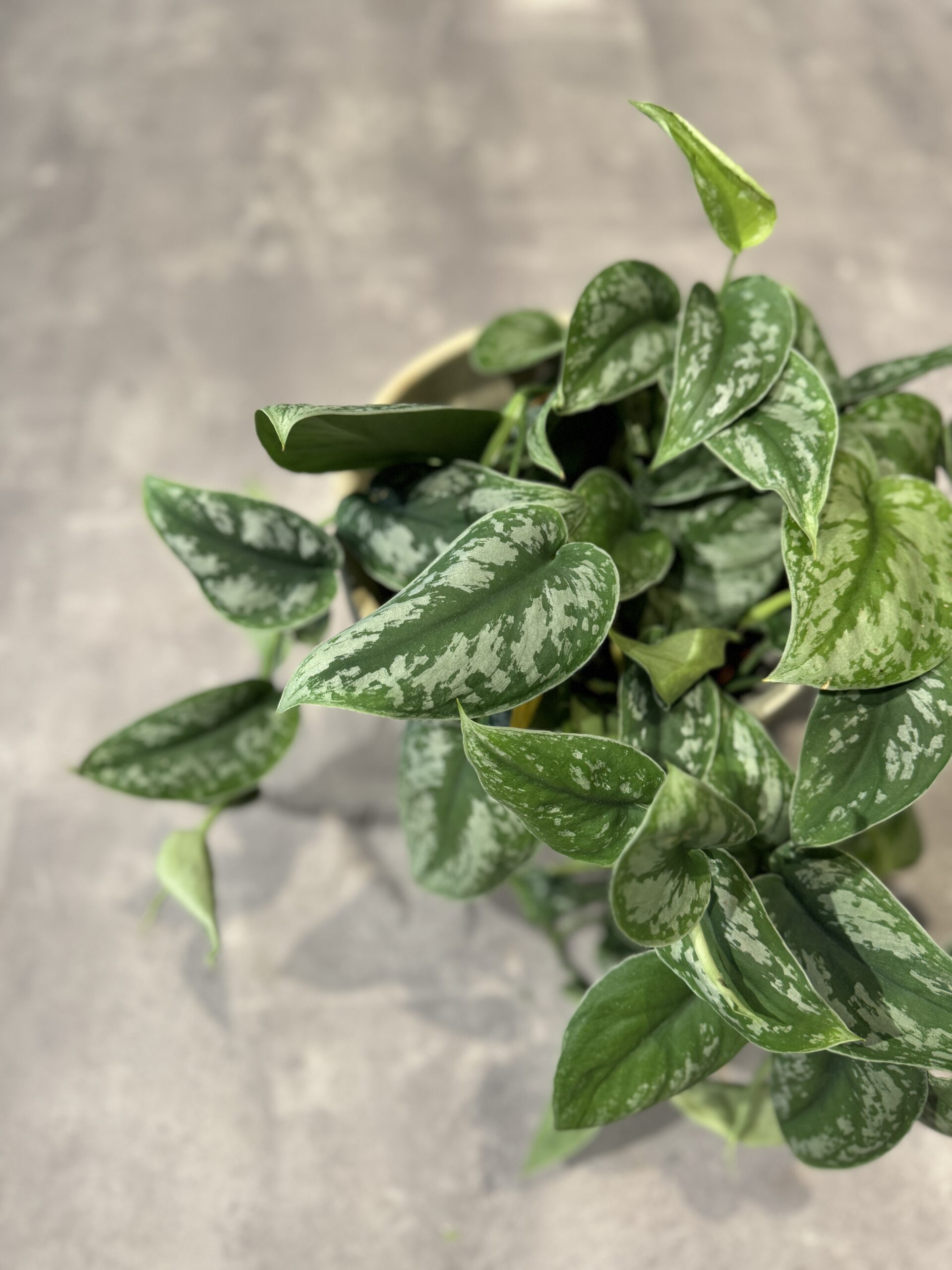 Scindapsus Pictus - blad - Happyflower-dk