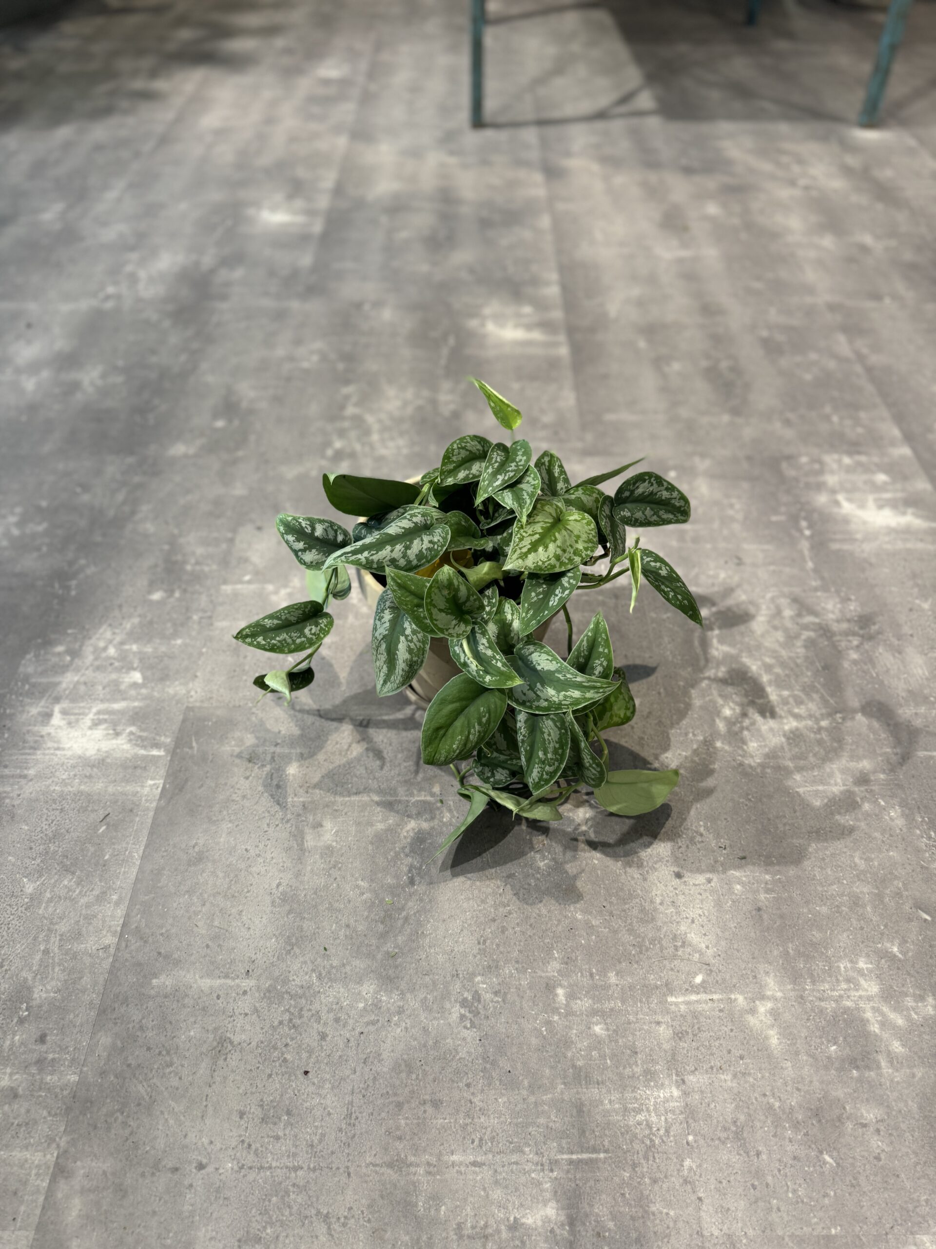 Scindapsus Pictus - blade - Happyflower-dk