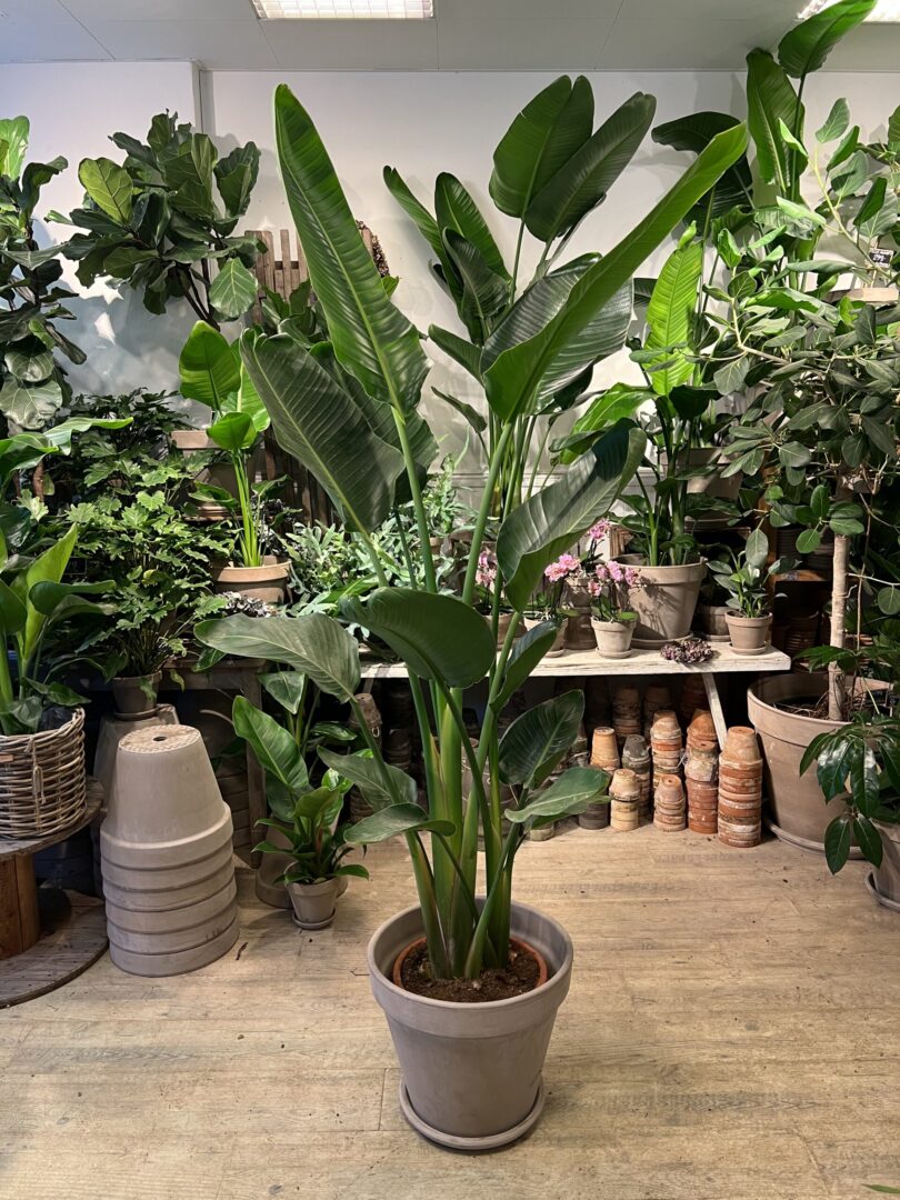 Strelitzia Nicolai 180-200 cm. med krukke - Store stueplanter billigt - Happyflower-dk