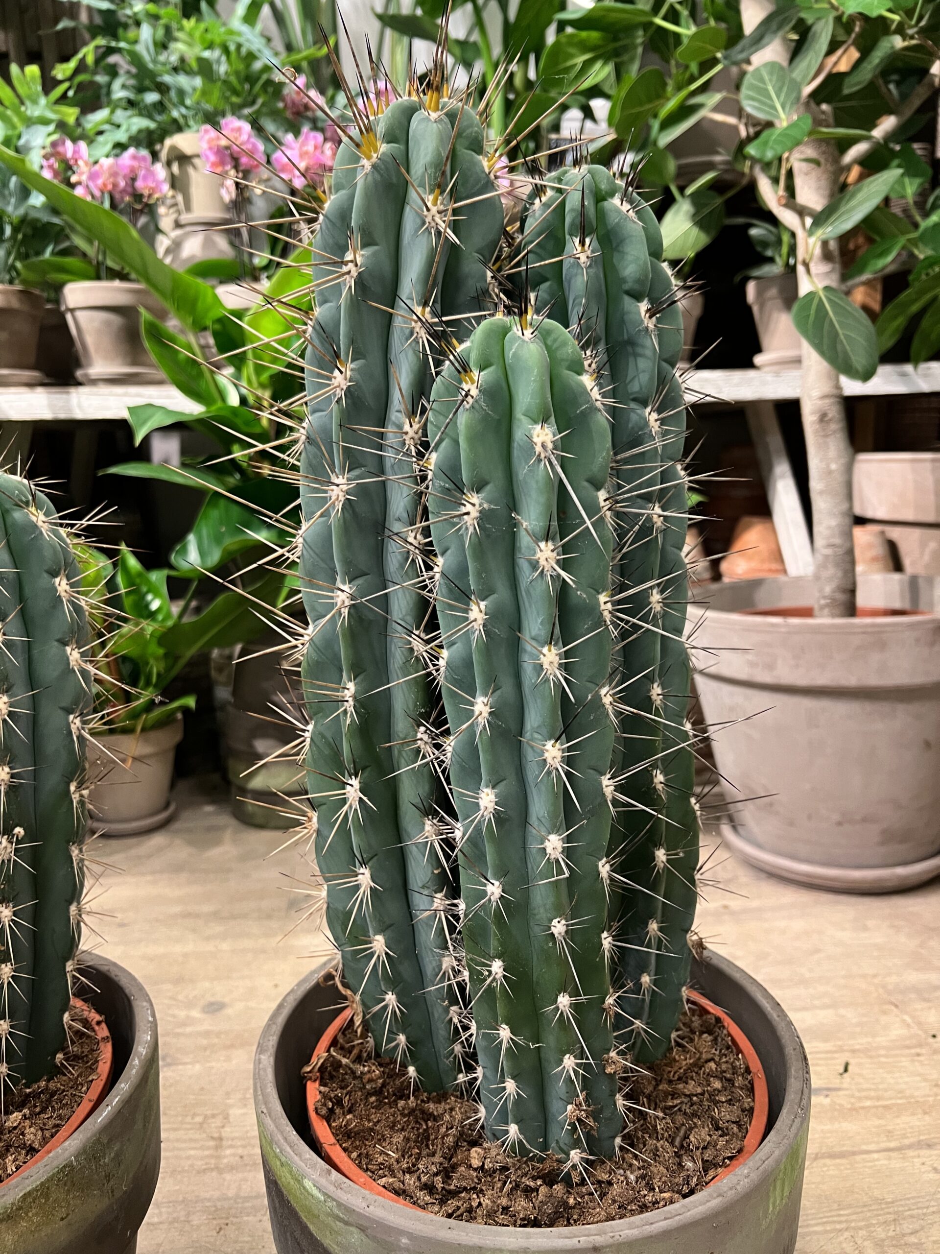 Kaktus-Groenne-planter-billigt-online-Happyflower-dk-scaled