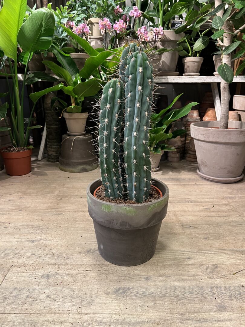 Kaktus med krukke - Happyflower-dk