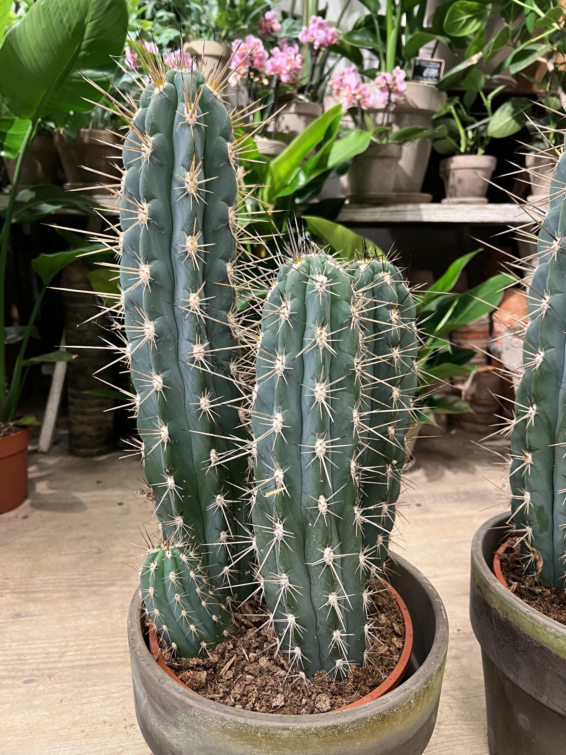 Kaktus-planter-leveret-billigt-Happyflower-dk-scaled