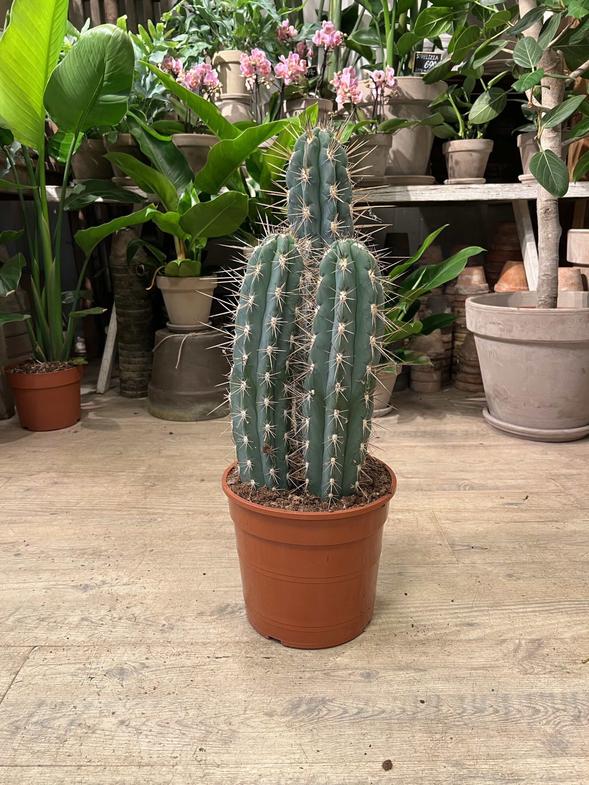 Kaktus uden krukke - Happyflower-dk
