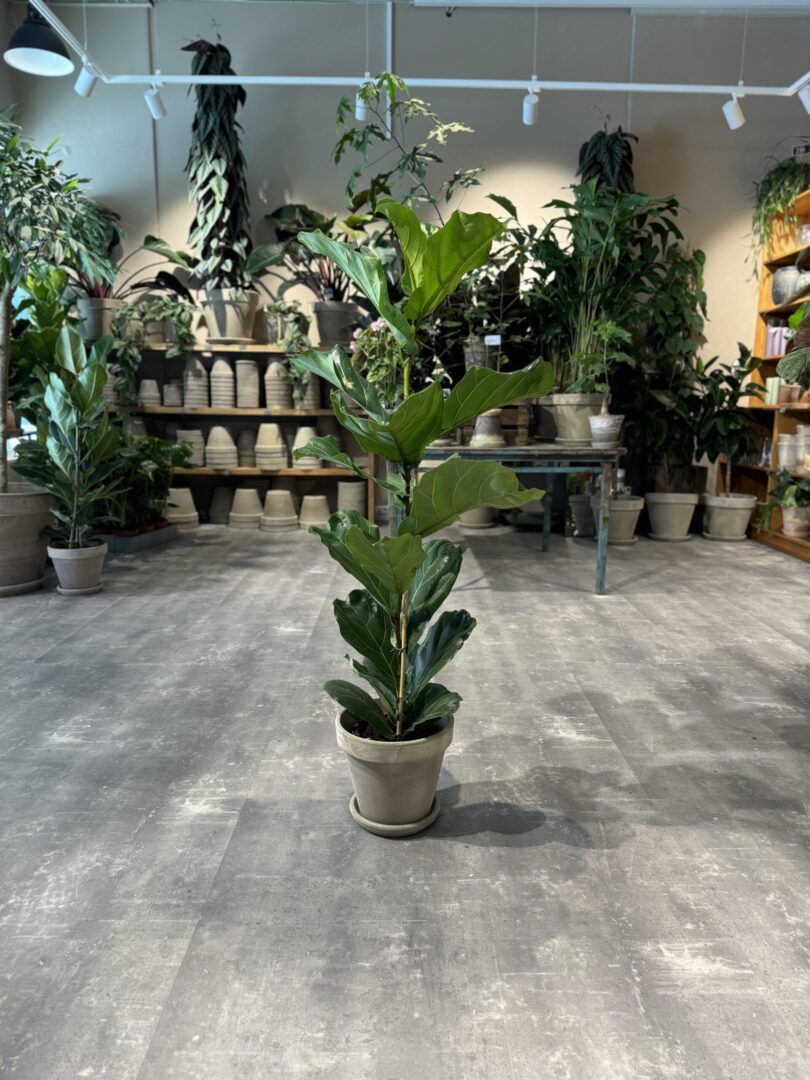 Violinfigen 120-140 cm. - Happyflower-dk