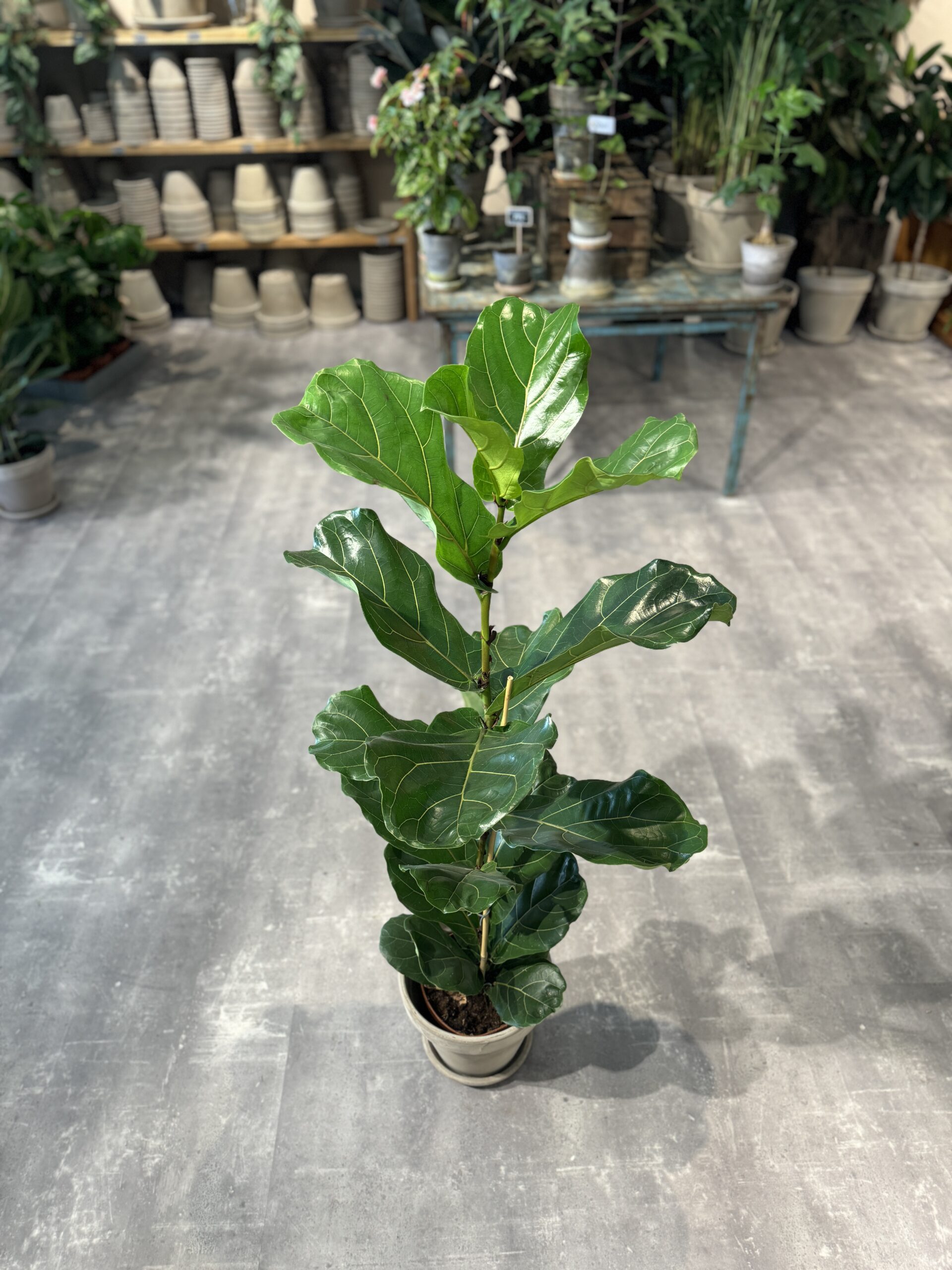 Violinfigen 120-140 cm. - Køb Violinfigen -Happyflower-dk