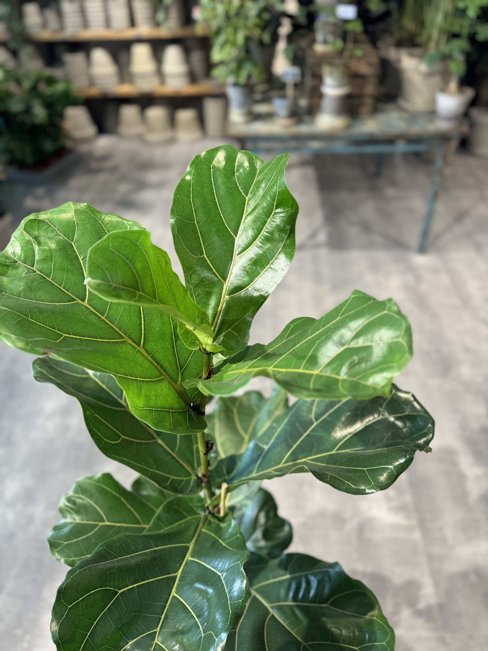 Violinfigen-120-140-cm.-Violinfigen-billigt-Happyflower-dk-scaled