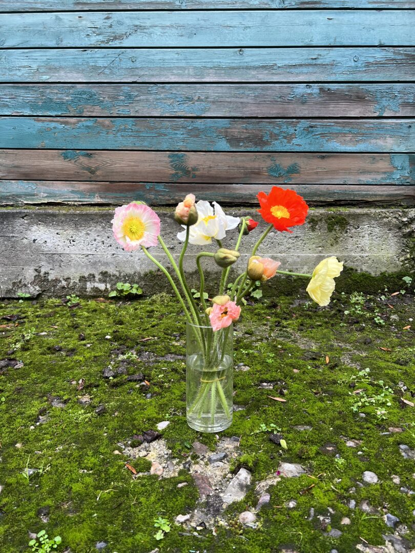 Valmuer - Send blomster - Happyflower-dk