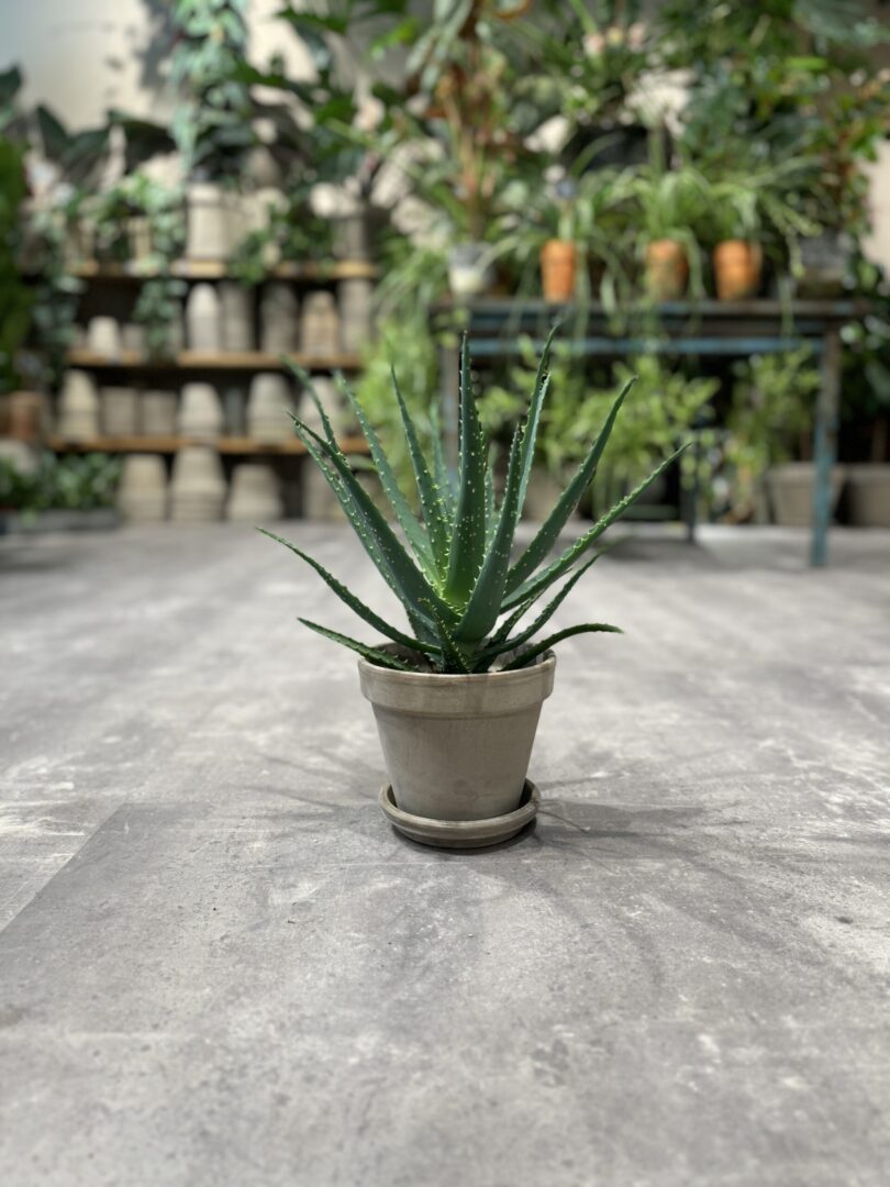 Aloe Arborescens - Happyflower-dk