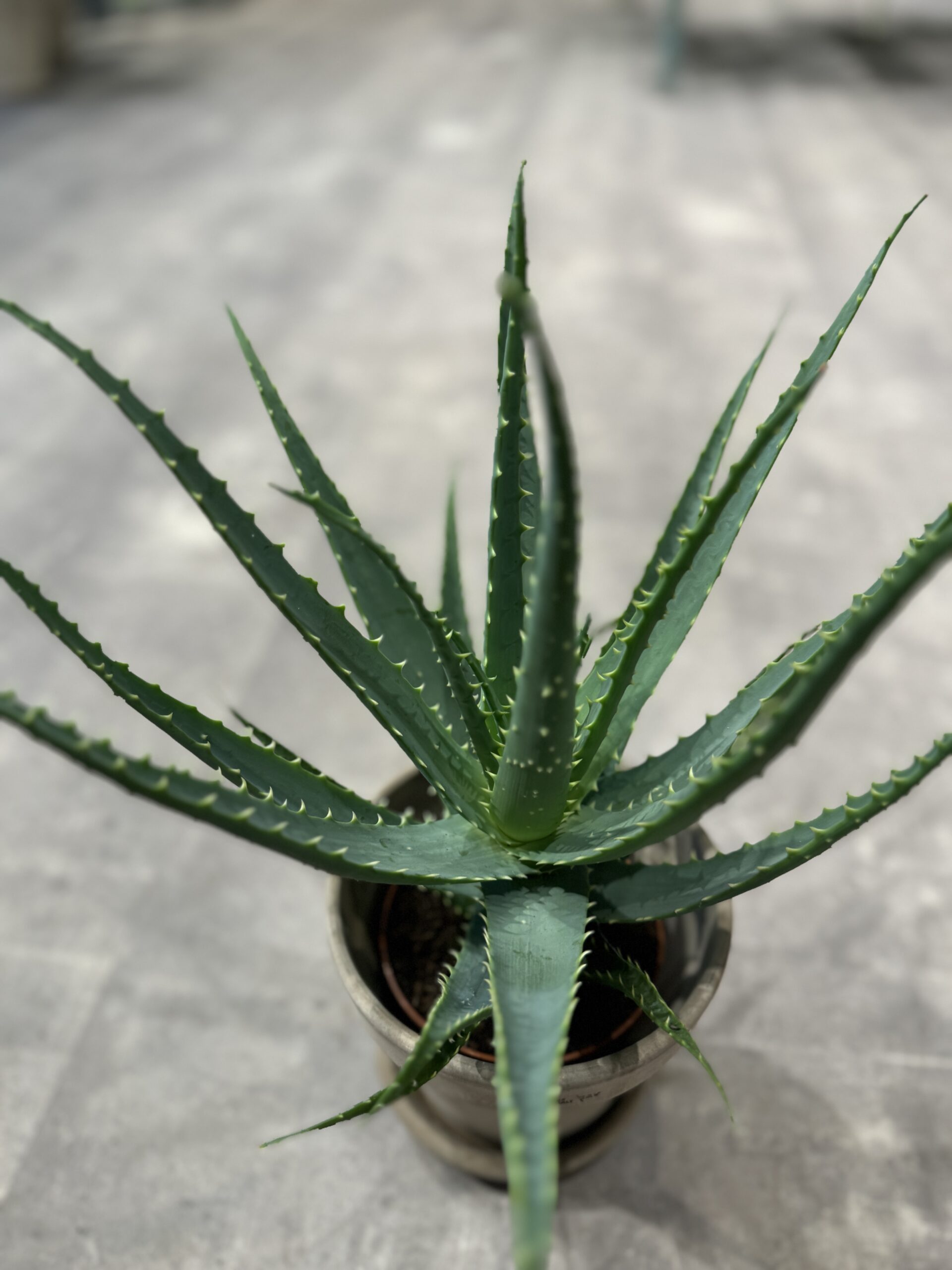 Aloe Arborescens stueplanter - Happyflower-dk