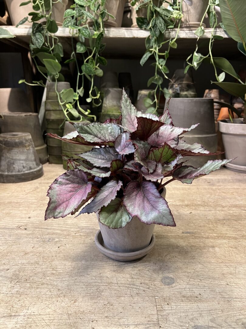 Begonia Rex Grey med krukke - Happyflower-dk