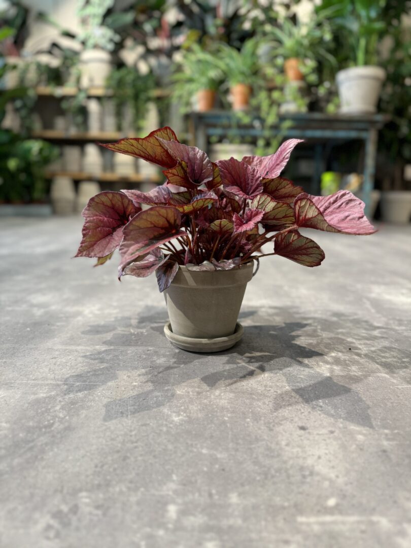 Begonia Rex Pink - Happyflower-dk