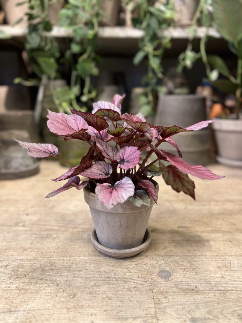 Begonia Rex Pink med krukke - Happyflower-dk-p