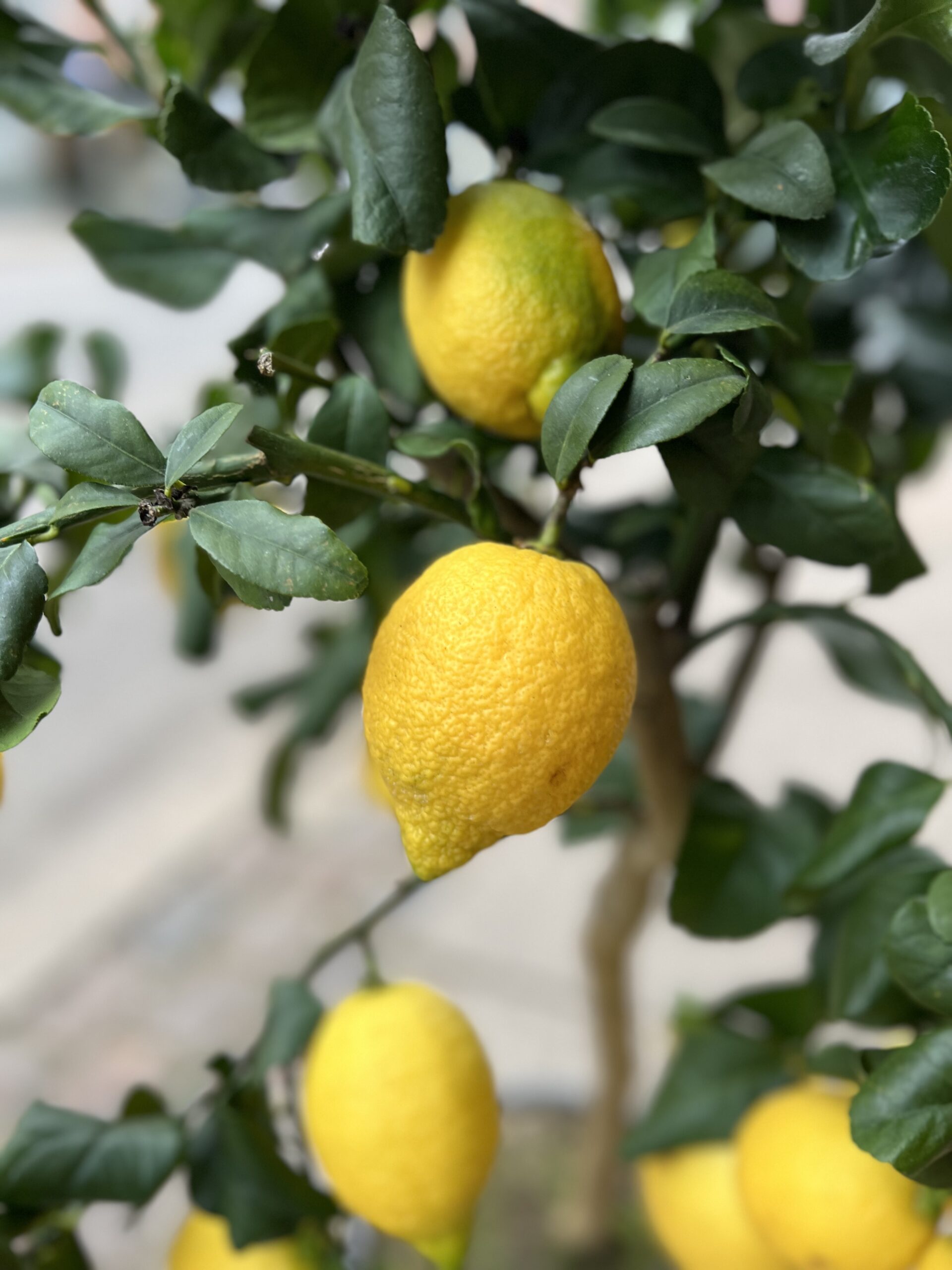 Citrontræ fra Italien - Citron - Happyflower-dk