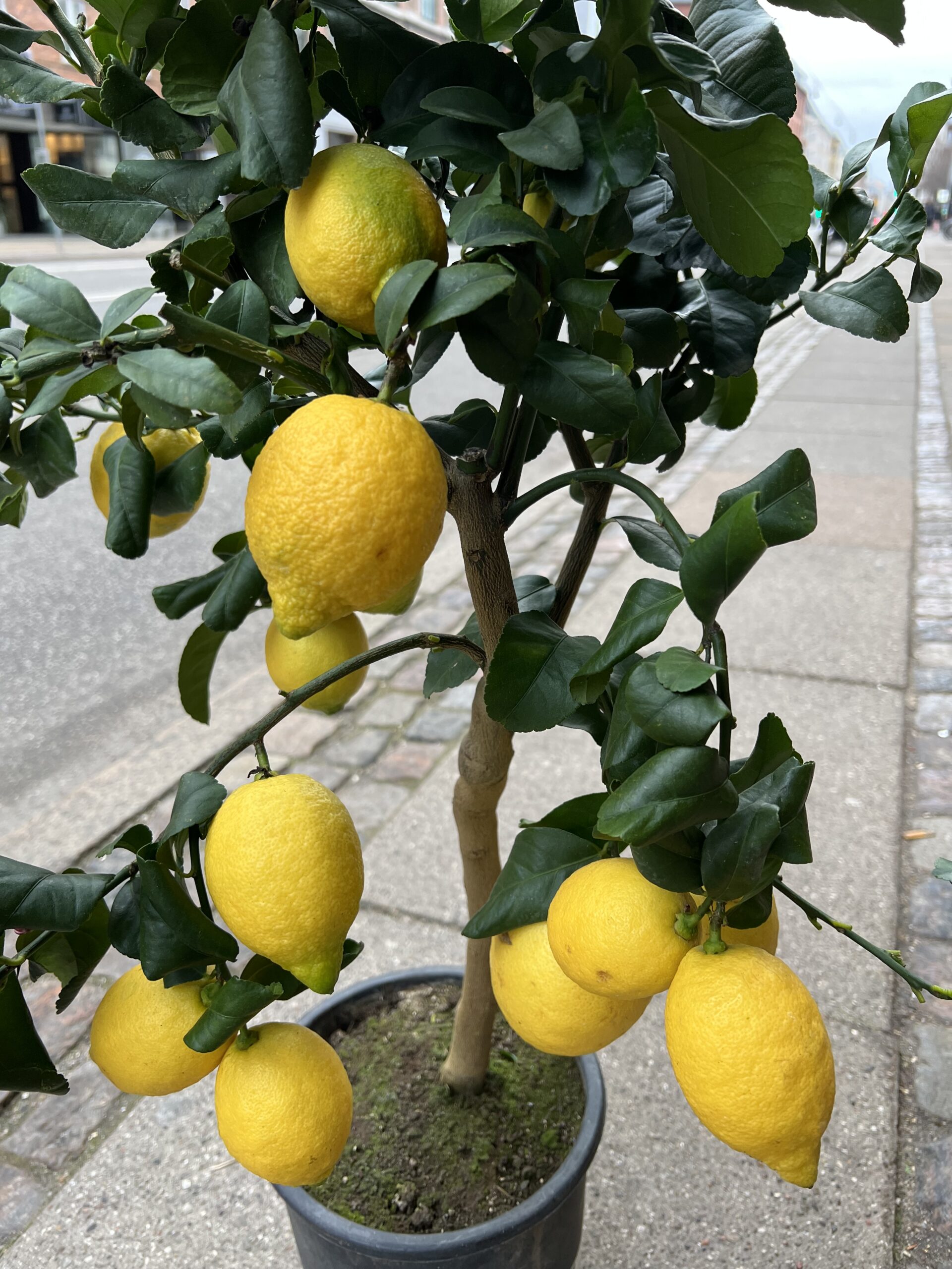 Citrontræ fra Italien - Citrontræ - Happyflower-dk