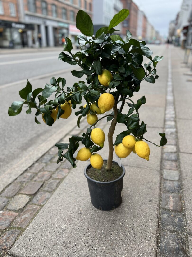 Citrontræ fra Italien - Happyflower-dk