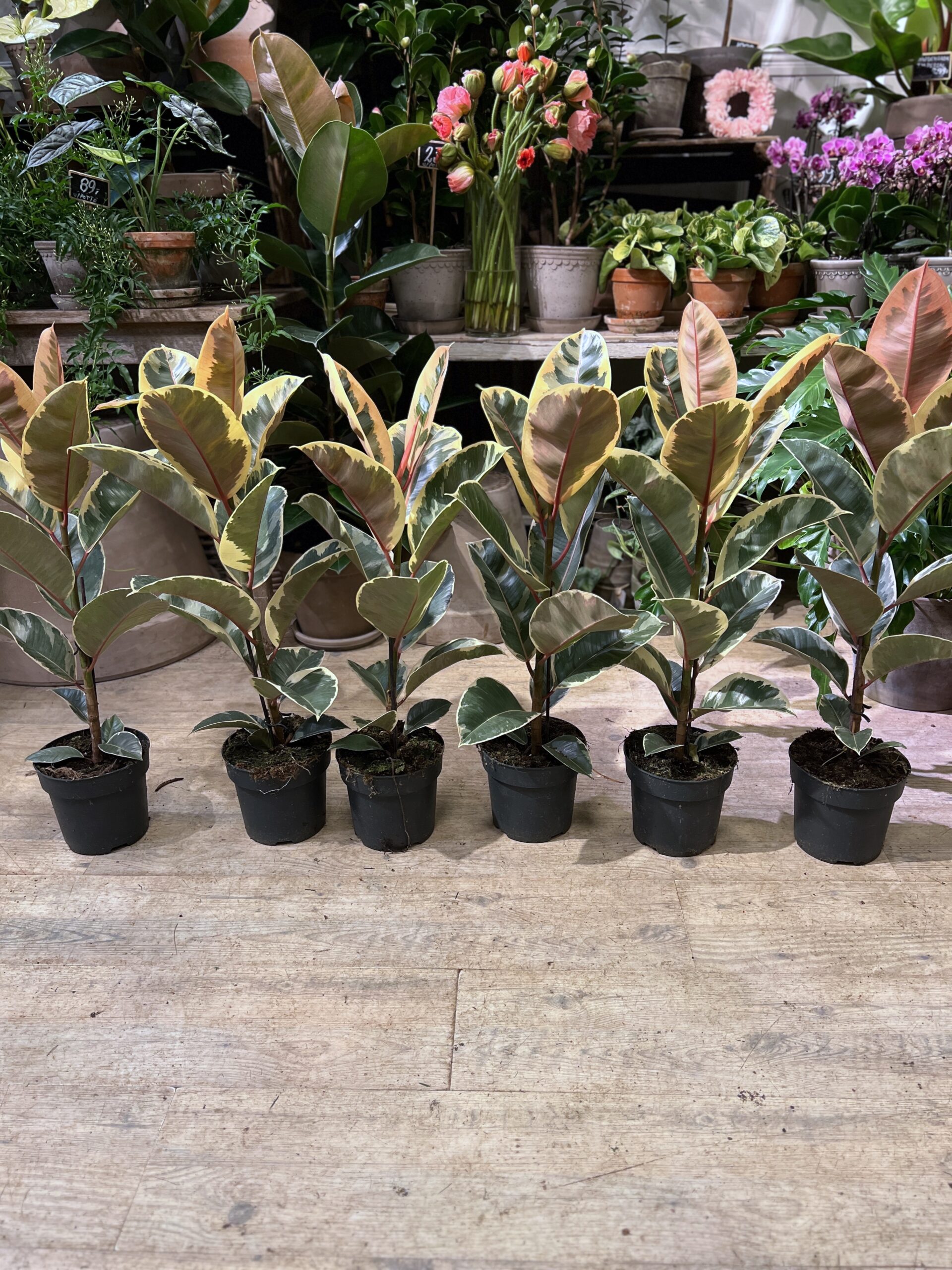 Ficus Tineke - Happyflower-dk